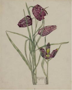 Mackintosh "Fritilaria" Print